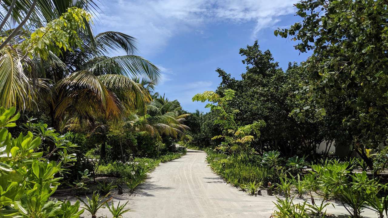 Maldives rainforest